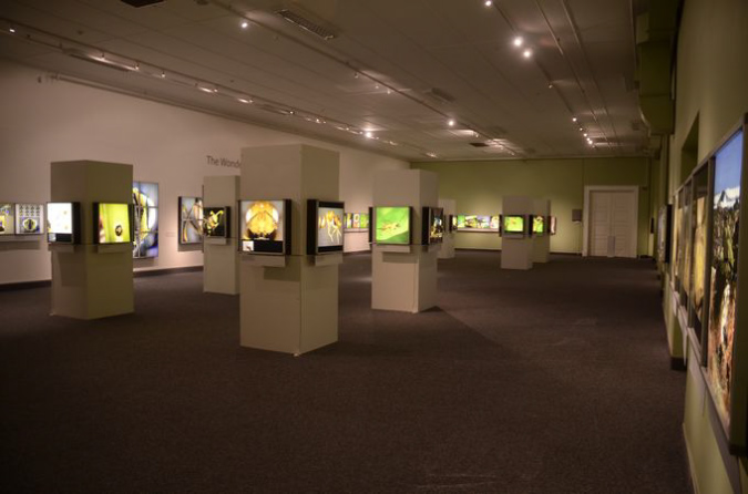 Wasp_exhibition__DSC3526